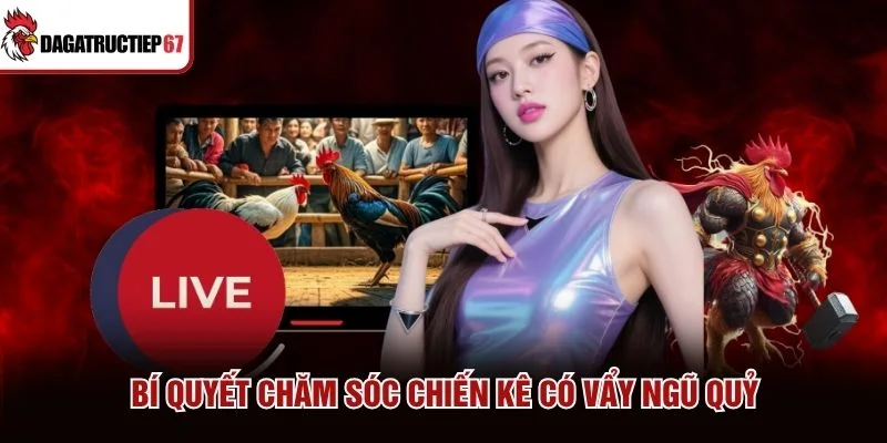 Bí quyết chăm sóc chiến kê có vẩy ngũ quỷ