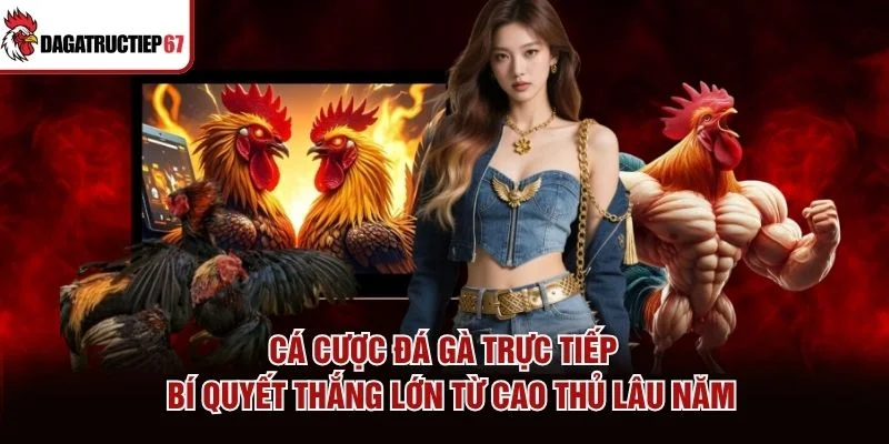 Cá Cược Đá Gà Trực Tiếp - Bí Quyết Thắng Lớn Từ Cao Thủ Lâu Năm