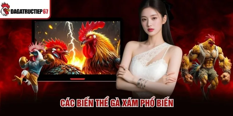 Các biến thể Gà Xám phổ biến