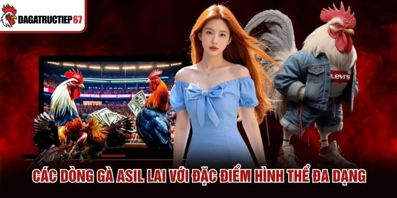 Các dòng gà Asil lai với đặc điểm hình thể đa dạng