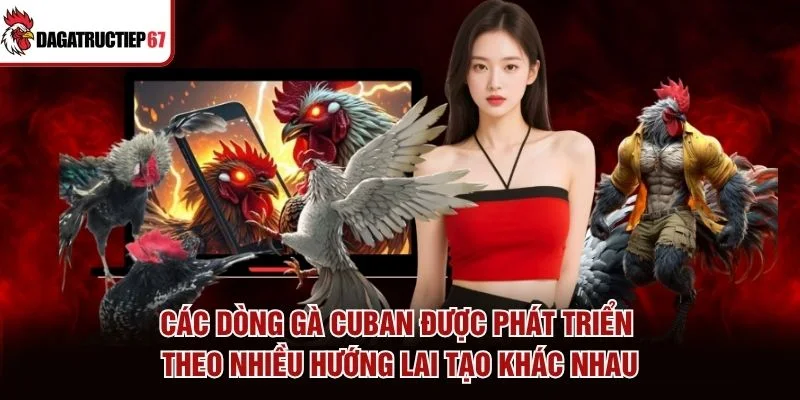 Các dòng gà Cuban được phát triển theo nhiều hướng lai tạo khác nhau