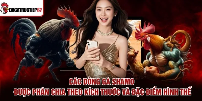 Các dòng gà Shamo được phân chia theo kích thước và đặc điểm hình thể