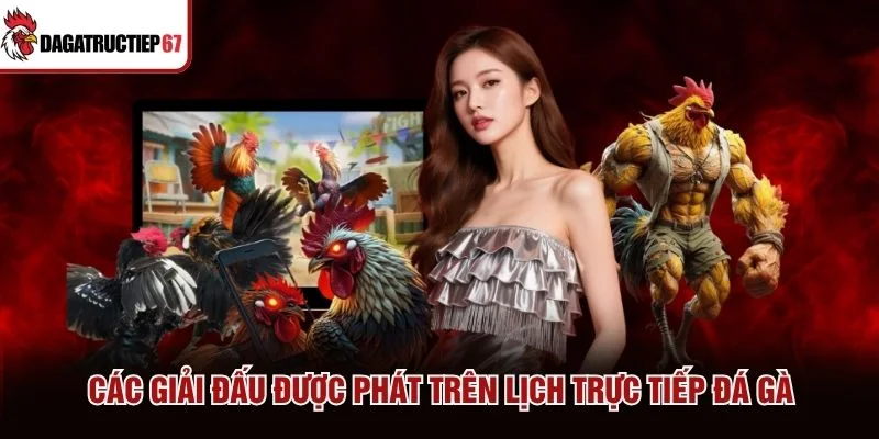 Các giải đấu được phát trên lịch trực tiếp đá gà Các giải đấu được phát trên lịch trực tiếp đá gà