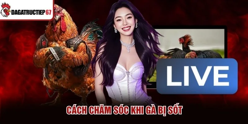 Cách chăm sóc khi gà bị sốt