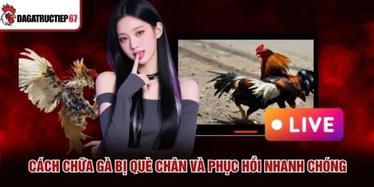 Cách Chữa Gà Bị Què Chân Và Phục Hồi Nhanh Chóng