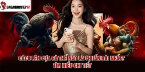 Cách Lên Cựa Gà Thế Nào Là Chuẩn Bài Nhất? Tìm Hiểu Chi Tiết