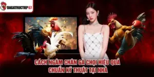 Cách Ngâm Chân Gà Chọi Hiệu Quả, Chuẩn Kỹ Thuật Tại Nhà