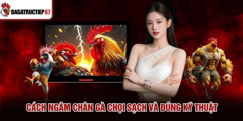 Cách ngâm chân gà chọi sạch và đúng kỹ thuật