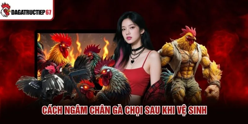 Cách ngâm chân gà chọi sau khi vệ sinh