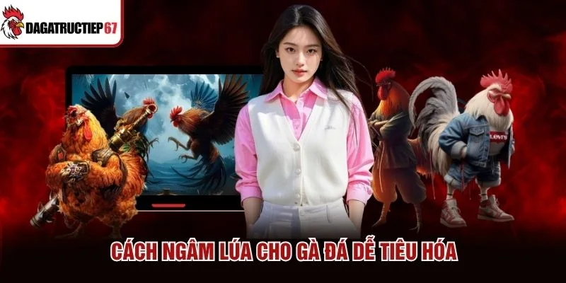 Cách ngâm lúa cho gà đá