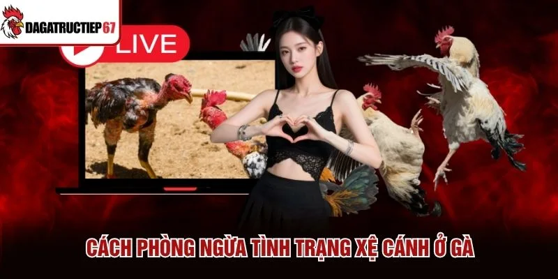 Cách phòng ngừa tình trạng xệ cánh ở gà