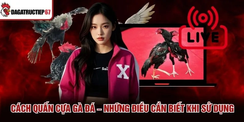 Cách Quấn Cựa Gà Đá – Những Điều Cần Biết Khi Sử Dụng