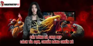 Cắt Lông Gà Chọi Đẹp - Cách Tỉa Gọn, Chuẩn Dáng Chiến Kê