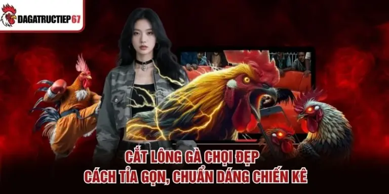 Cắt Lông Gà Chọi Đẹp - Cách Tỉa Gọn, Chuẩn Dáng Chiến Kê