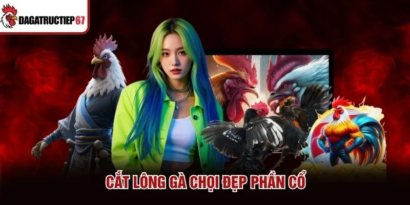Cắt lông gà chọi đẹp phần cổ