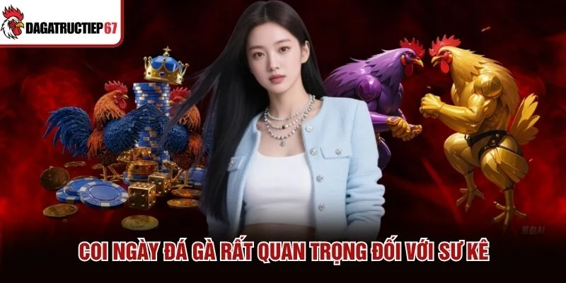 Coi ngày đá gà rất quan trọng đối với sư kê
