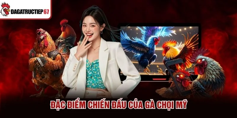 Đặc điểm chiến đấu của gà chọi Mỹ