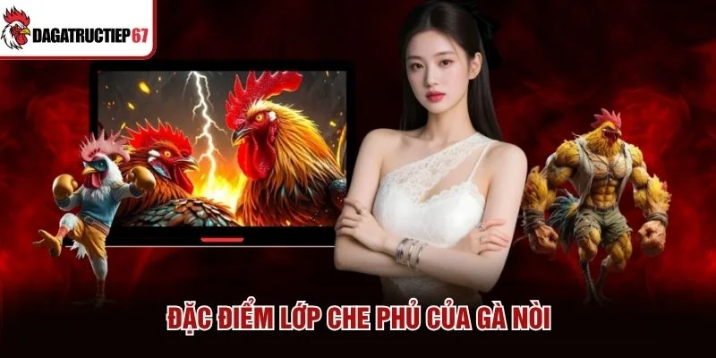 Đặc điểm lớp che phủ của gà nòi Đặc điểm lớp che phủ của gà nòi