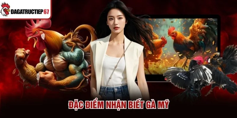 Đặc điểm nhận biết gà Mỹ