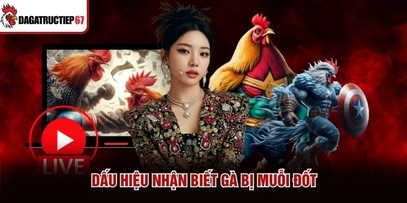 Dấu hiệu nhận biết gà bị muỗi đốt