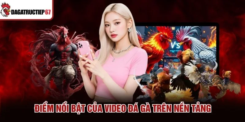 Điểm nổi bật của video đá gà trên nền tảng