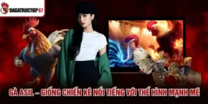 Gà Asil – Giống Chiến Kê Nổi Tiếng Với Thể Hình Mạnh Mẽ
