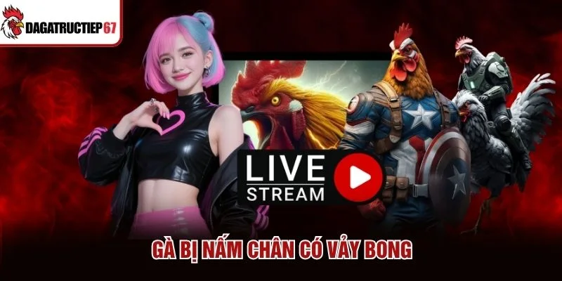 Gà bị nấm chân có vảy bong