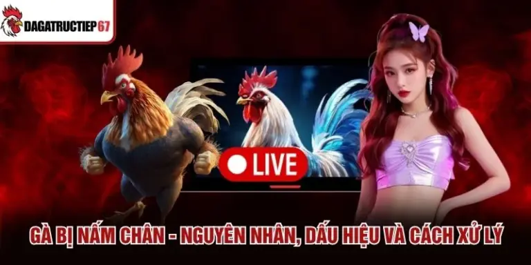 Gà Bị Nấm Chân - Nguyên Nhân, Dấu Hiệu Và Cách Xử Lý