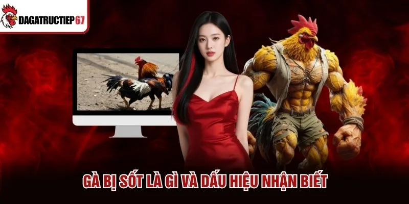 Gà bị sốt là gì và dấu hiệu nhận biết