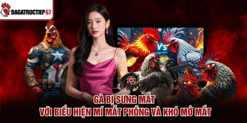 Gà bị sưng mắt với biểu hiện mí mắt phồng và khó mở mắt
