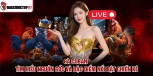 Gà Cuban – Tìm Hiểu Nguồn Gốc Và Đặc Điểm Nổi Bật Chiến Kê