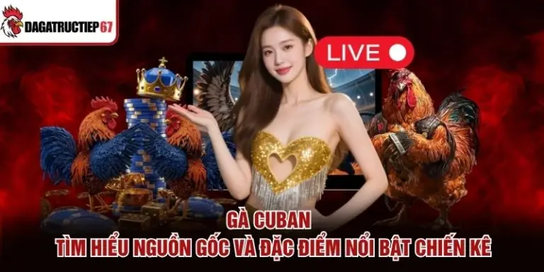 Gà Cuban – Tìm Hiểu Nguồn Gốc Và Đặc Điểm Nổi Bật Chiến Kê