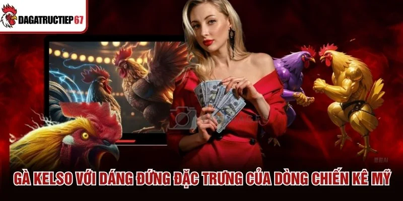 Gà Kelso với dáng đứng đặc trưng của dòng chiến kê Mỹ