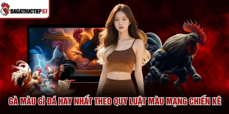 Gà màu gì đá hay nhất theo quy luật màu mạng chiến kê