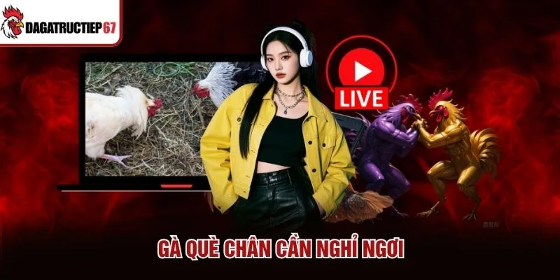 Gà què chân cần nghỉ ngơi