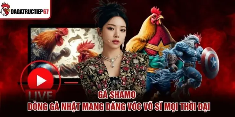 Gà Shamo – Dòng Gà Nhật Mang Dáng Vóc Võ Sĩ Mọi Thời Đại