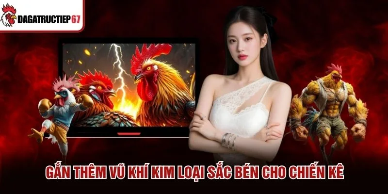 Gắn thêm vũ khí kim loại sắc bén cho chiến kê