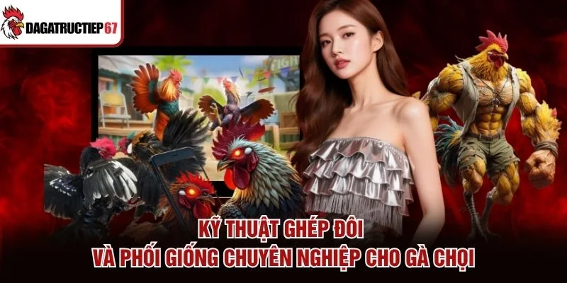 Kỹ thuật ghép đôi và phối giống chuyên nghiệp cho gà chọi
