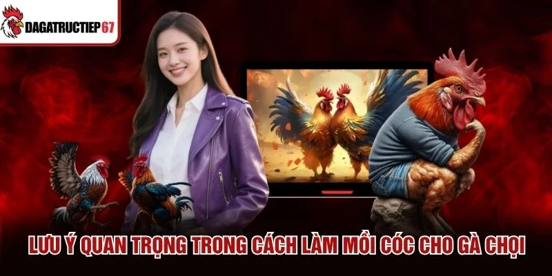 Lưu ý quan trọng trong cách làm mồi cóc cho gà chọi