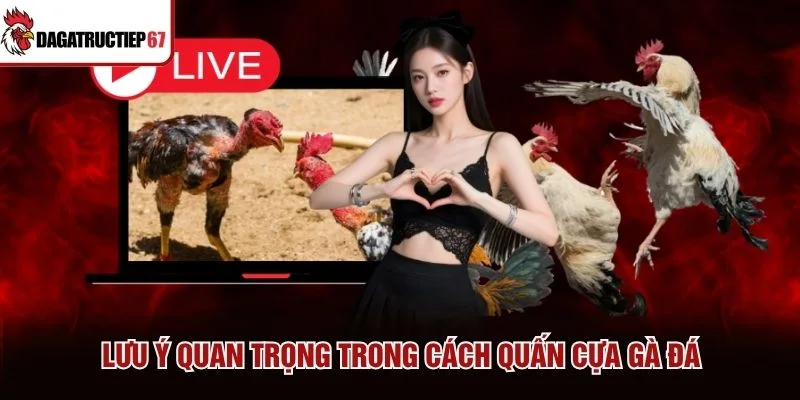 Lưu ý quan trọng trong cách quấn cựa gà đá