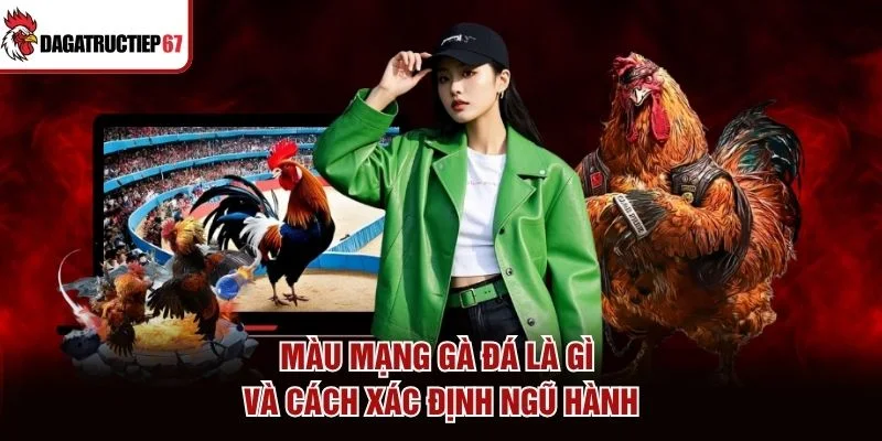 Màu mạng gà đá là gì và cách xác định ngũ hành Màu mạng gà đá là gì và cách xác định ngũ hành