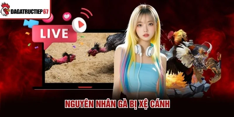 Nguyên nhân gà bị xệ cánh