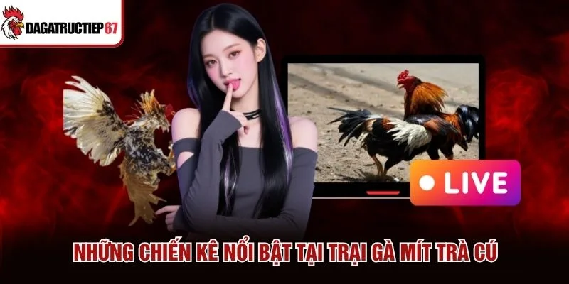 Những chiến kê nổi bật tại trại gà Mít Trà Cú