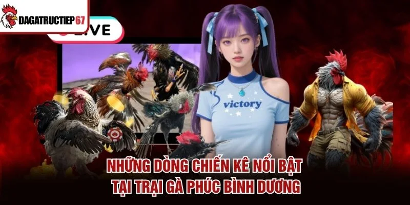 Những dòng chiến kê nổi bật tại trại gà Phúc Bình Dương
