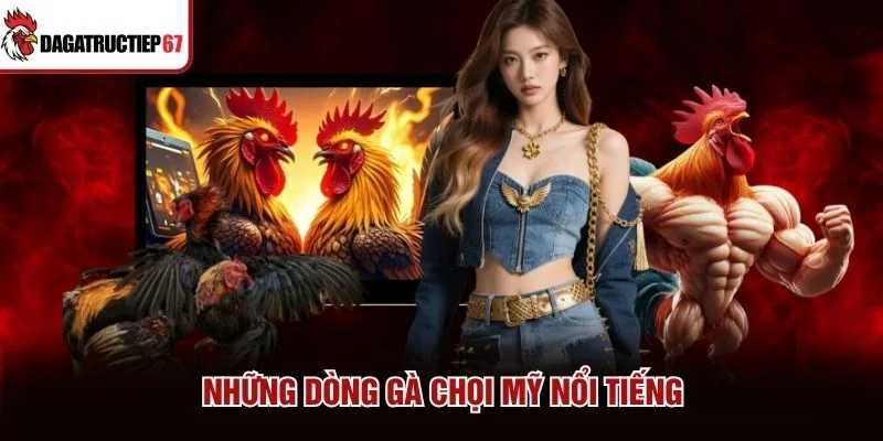 Những dòng gà chọi Mỹ