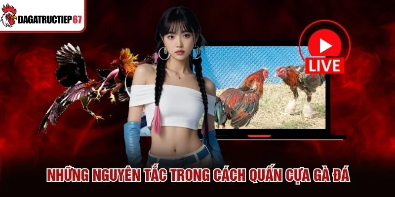 Những nguyên tắc trong cách quấn cựa gà đá
