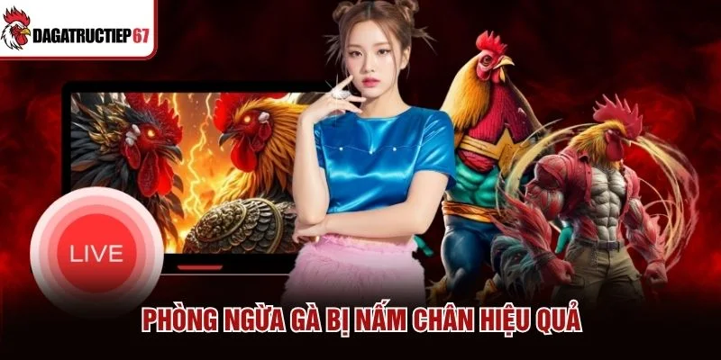 Phòng ngừa gà bị nấm chân hiệu quả