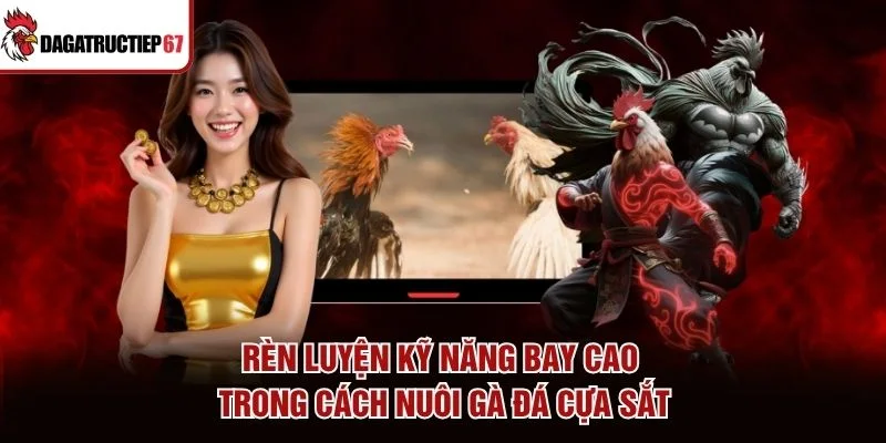 Rèn luyện kỹ năng bay cao trong cách nuôi gà đá cựa sắt