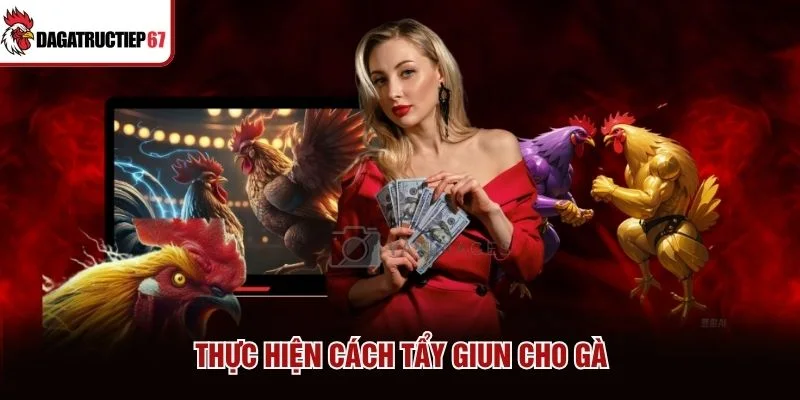 Thực hiện cách tẩy giun cho gà