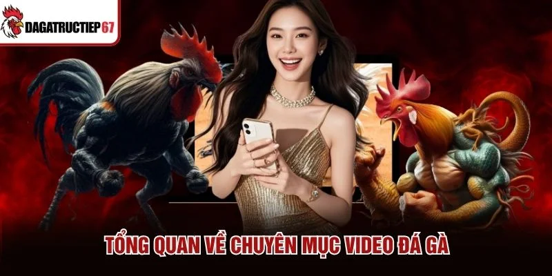 Tổng quan về chuyên mục video đá gà